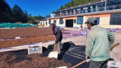 庆元5300亩油茶喜获丰收 从动化升级帮推财产提质